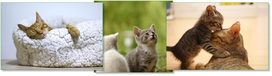 Garde chats à domicile Bruxelles Jette Ganshoren – L'Arche de Laura