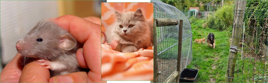 Enclos thématiques pension chats NAC Grand-Bigard – L'Arche de Laura