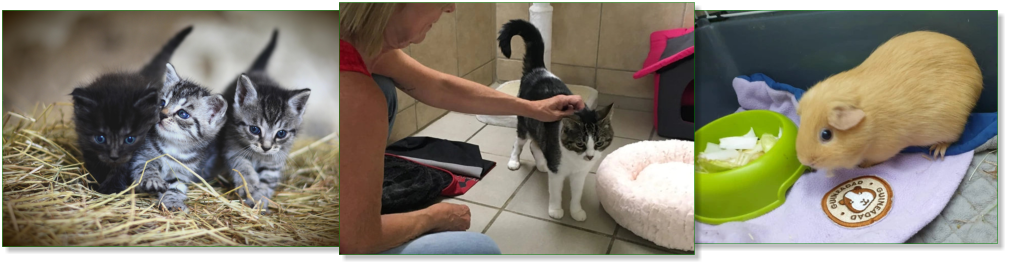 Pension chats et lapins Grand-Bigard – L'Arche de Laura